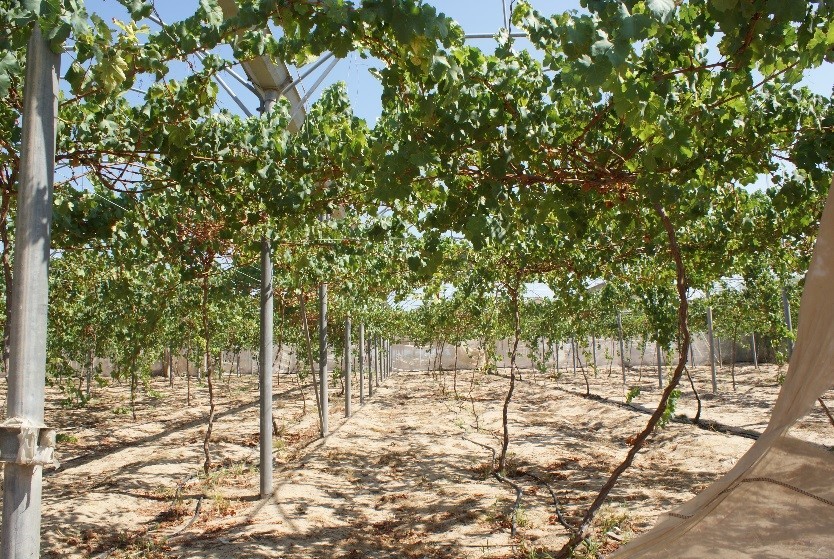 Planting Trees Interpal sponsored olive trees in Palestine