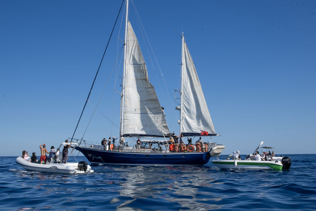 The 2025 Gaza Freedom Flotilla - Madleen - departing Catania, Sicily on 1 June 2025 [Tan Safi / Freedom Flotilla Coalition]