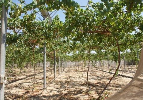 Interpal sponsored olive trees in Palestine